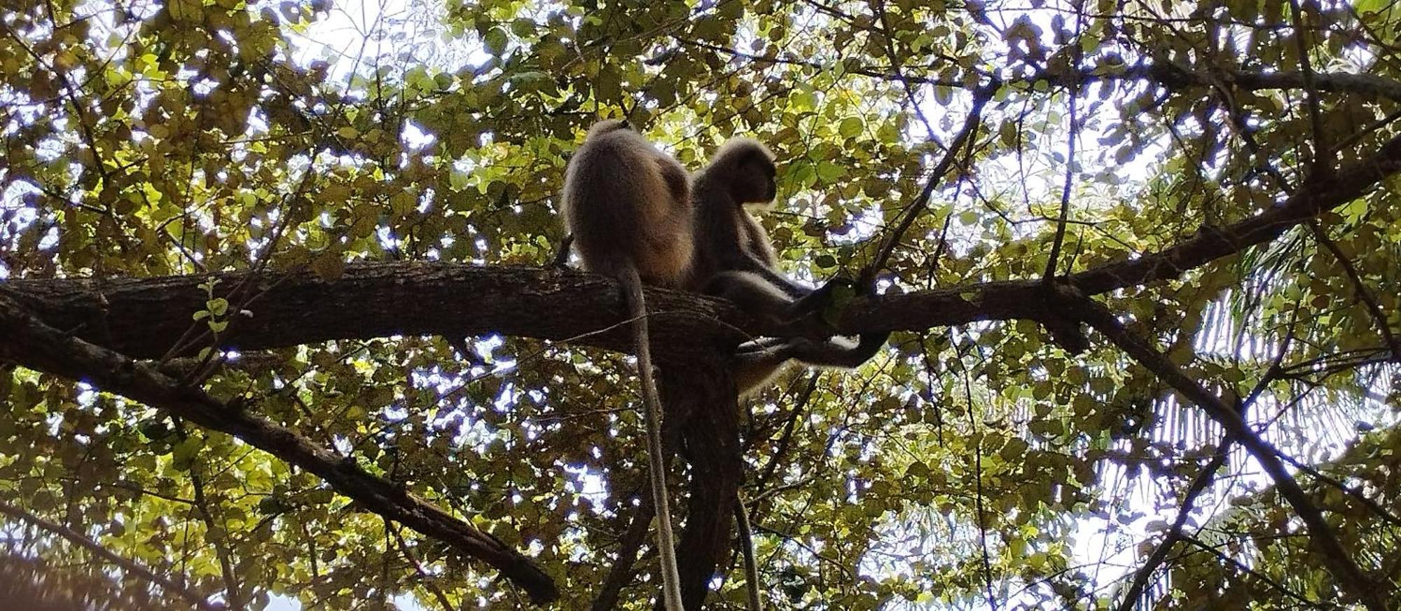 Ruban Yoga Otel Palolem Dış mekan fotoğraf